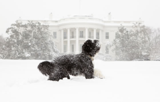 Source: White House 2012_02_bo