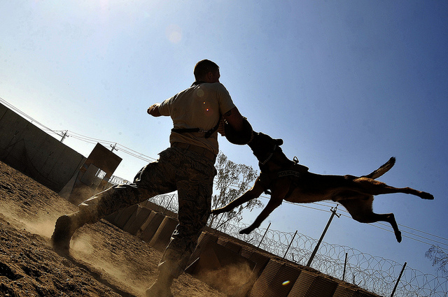 Rambo, a patrol and explosive detector dog assigned to the 447th Expeditionary Security Forces Squadron, attacks Senior Airman Stephen Hanks while training on an obstacle course Dec. 9, 2011, in Baghdad, Iraq. For the last six months Rambo and Hanks, have been supporting Operation New Dawn by providing explosive and psychological deterrence. Hanks is a 447th ESFS military working dog handler, (U.S. Air Force photo by Master Sgt. Cecilio Ricardo) 2012_08_Air-Force-6